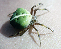 green-spider--Ian-Barnes-collection